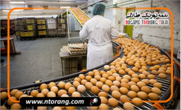 کاهش ۵۰ درصدی ترک‌خوردگی تخم‌مرغ با این ۱۰ راهکار ساده